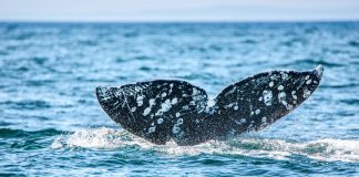 Gazprom Neft Monitoring Whales